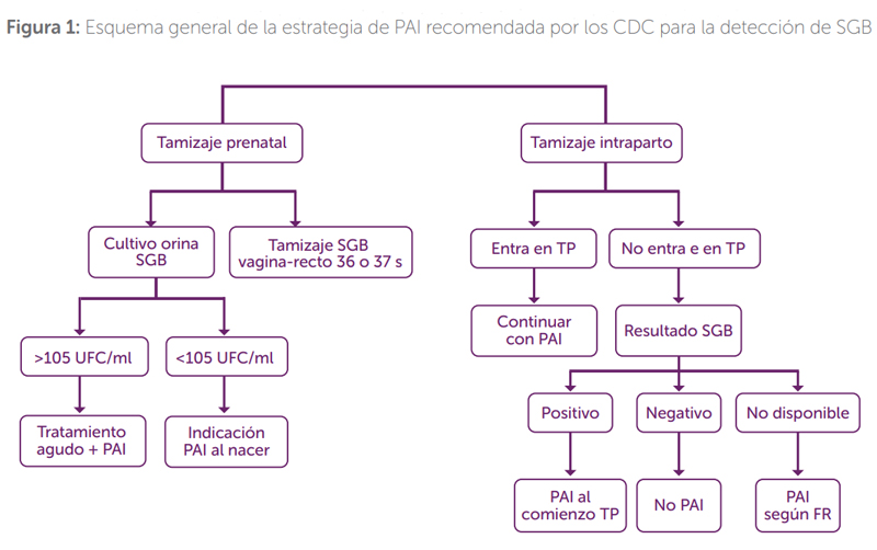 SyC-B2